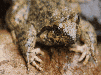 富硒地瓜的成分(富硒地瓜营养价值)-硒宝网