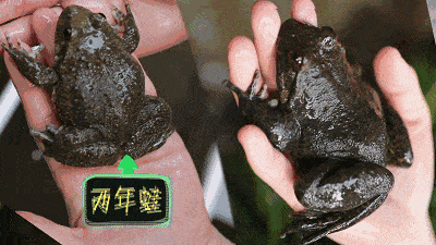 富硒地瓜的成分(富硒地瓜营养价值)-硒宝网