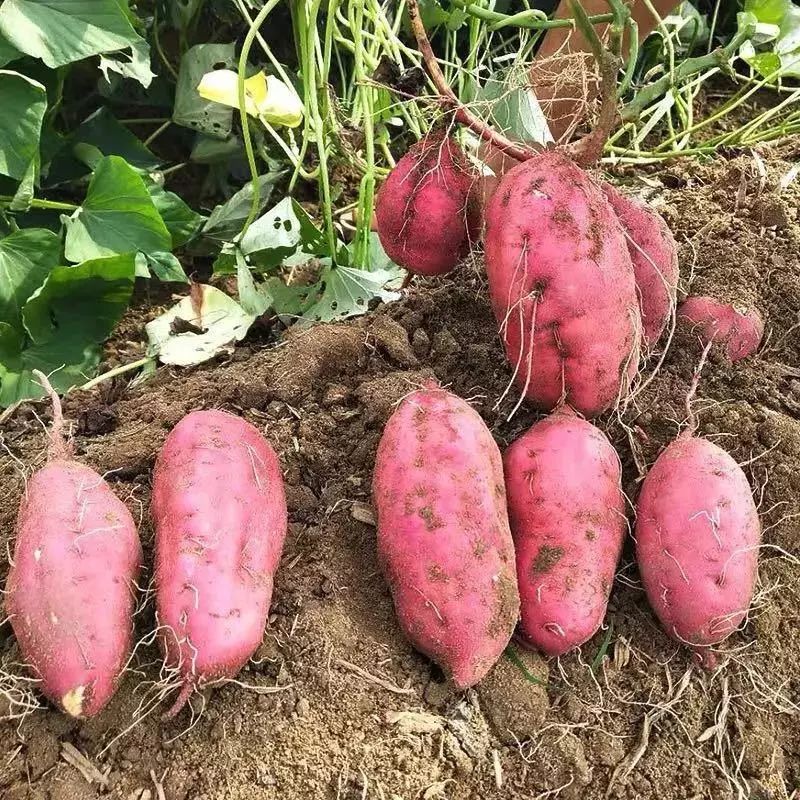 富硒地瓜蒸多久(富硒地瓜怎么吃好吃)-硒宝网