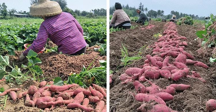 富硒地瓜蒸多久(富硒地瓜怎么吃好吃)-硒宝网