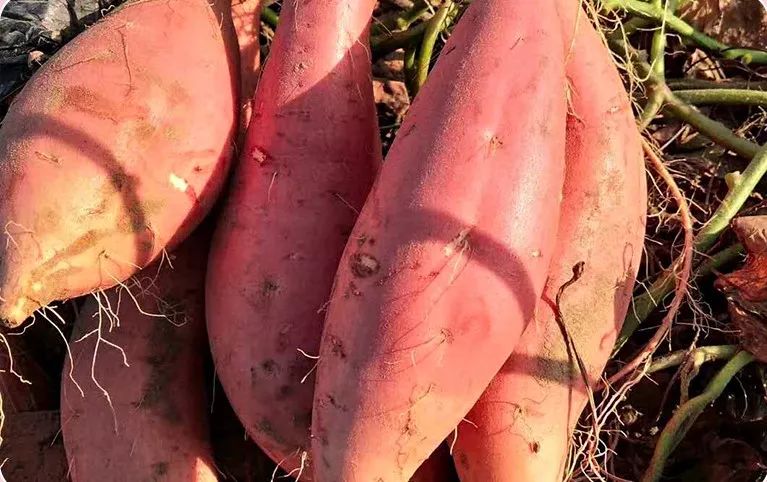 富硒地瓜蒸多久(富硒地瓜怎么吃好吃)-硒宝网