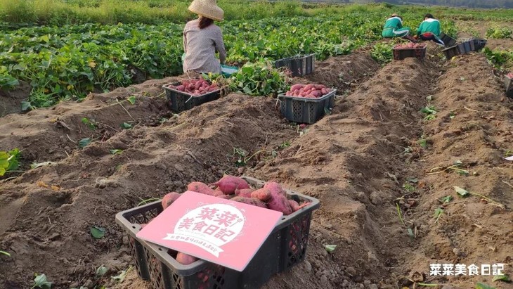富硒地瓜好卖吗（富硒地瓜的骗局）-硒宝网