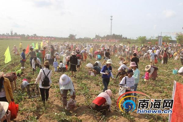 有富硒地瓜苗吗(富硒地瓜营养价值)-硒宝网