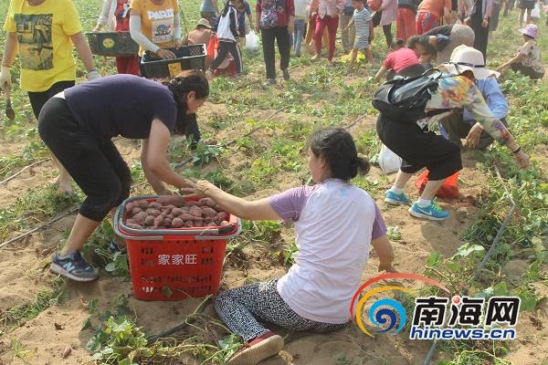 有富硒地瓜苗吗(富硒地瓜营养价值)-硒宝网