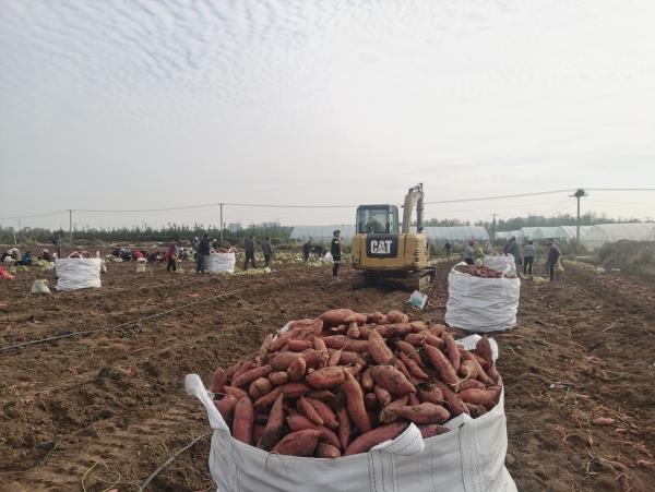 富硒地瓜大丰收(富硒地瓜好吃吗)-硒宝网