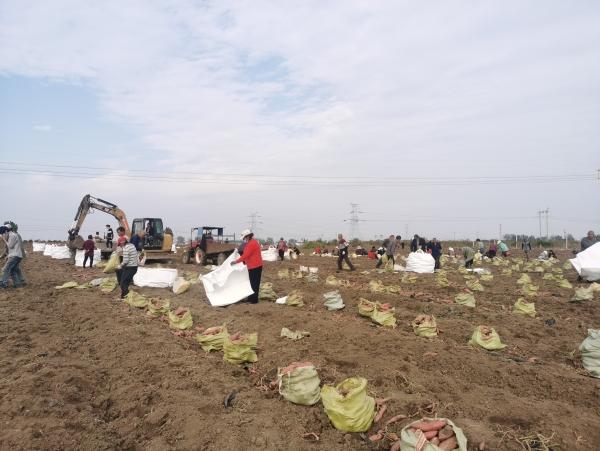 富硒地瓜大丰收(富硒地瓜好吃吗)-硒宝网