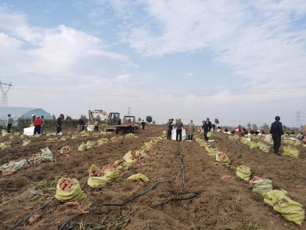 富硒地瓜大丰收(富硒地瓜好吃吗)-硒宝网