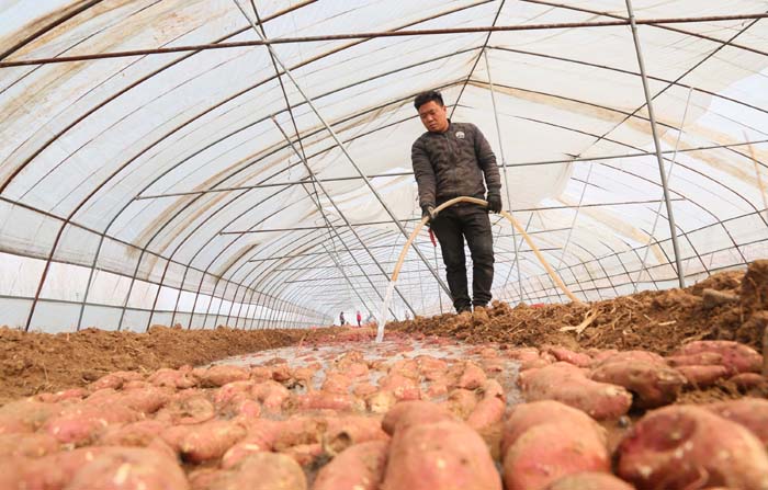 连城县富硒地瓜(福建连城地瓜干厂电话)-硒宝网