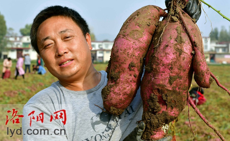 连城县富硒地瓜(福建连城地瓜干厂电话)-硒宝网