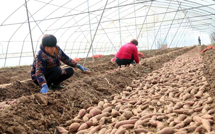 连城县富硒地瓜(福建连城地瓜干厂电话)-硒宝网