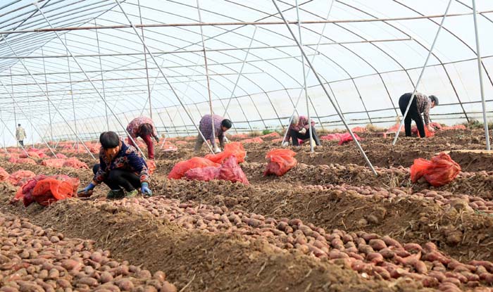 连城县富硒地瓜(福建连城地瓜干厂电话)-硒宝网