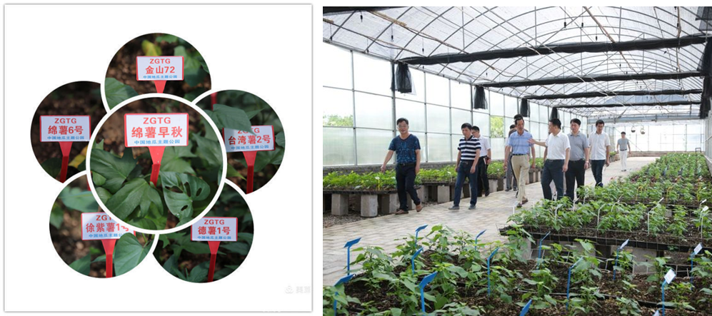 富硒地瓜干做法（地瓜干的作法）-硒宝网