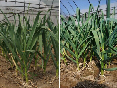 富硒地瓜好卖吗(地瓜卖富硒好卖吗)-硒宝网