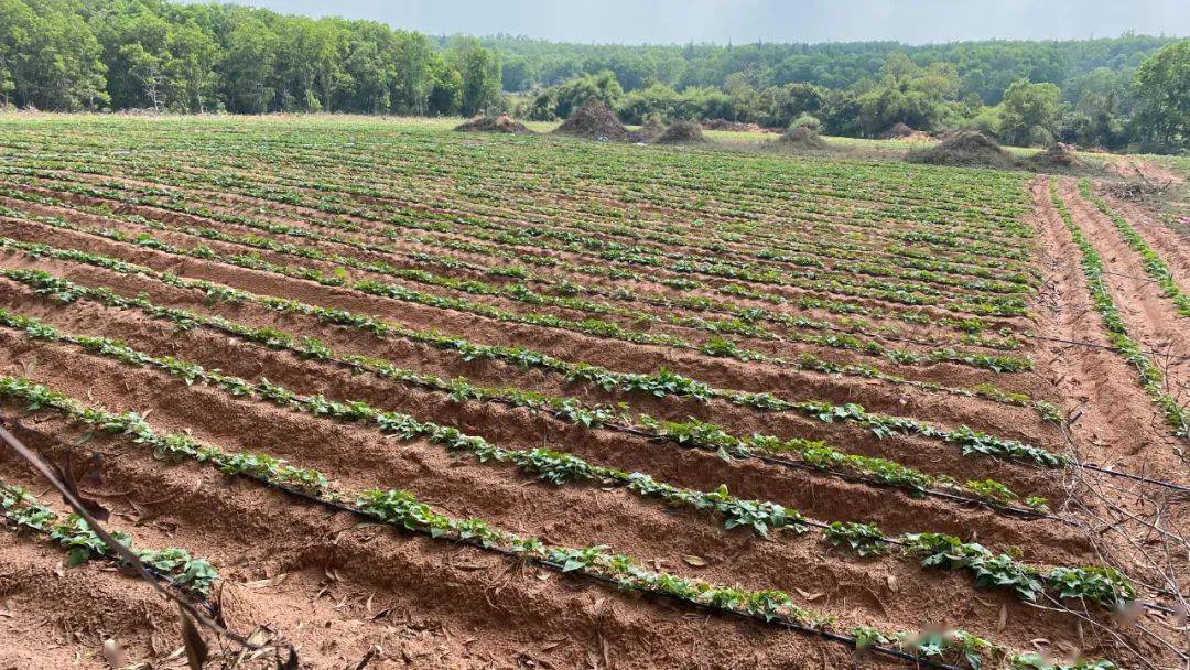 富硒地瓜干做法（富硒地瓜怎么做好吃）-硒宝网