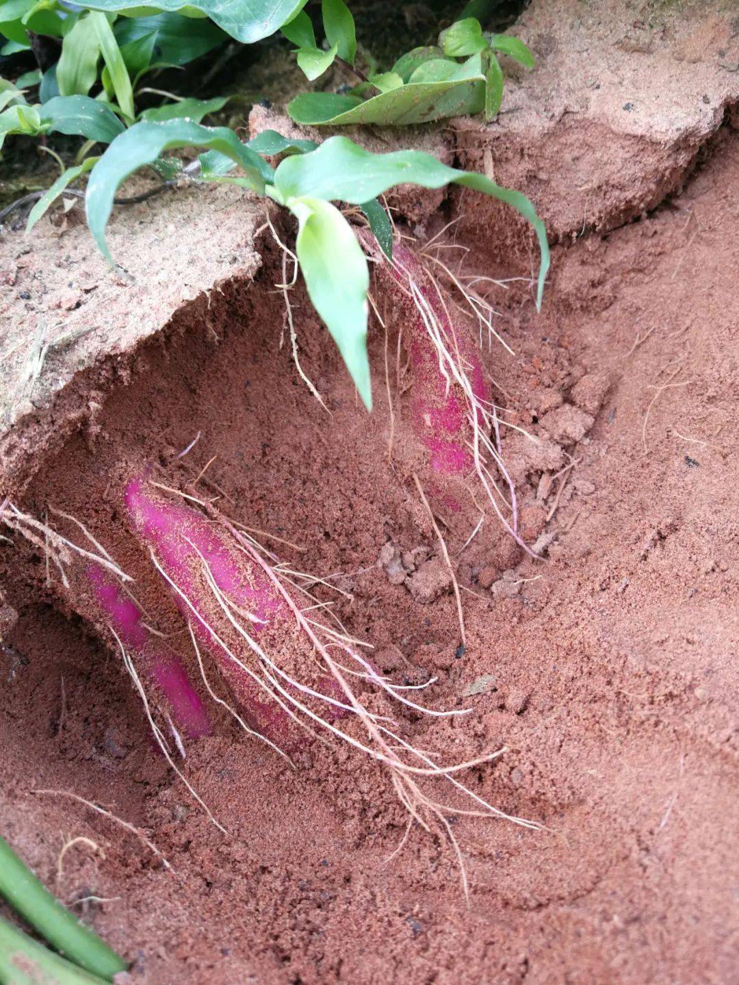 富硒地瓜干做法（富硒地瓜怎么做好吃）-硒宝网