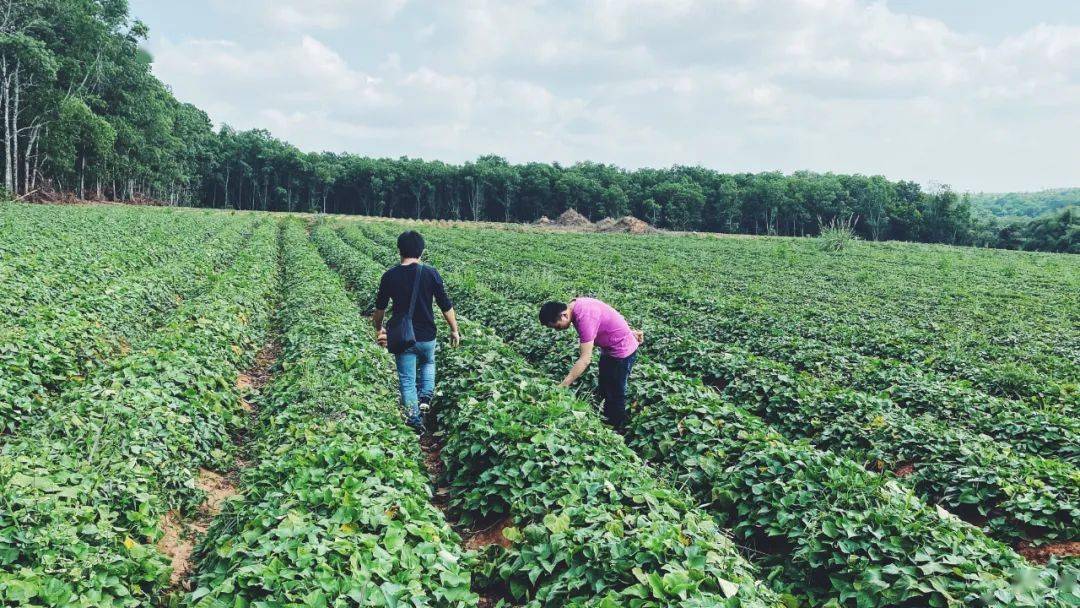 富硒地瓜干做法（富硒地瓜怎么做好吃）-硒宝网