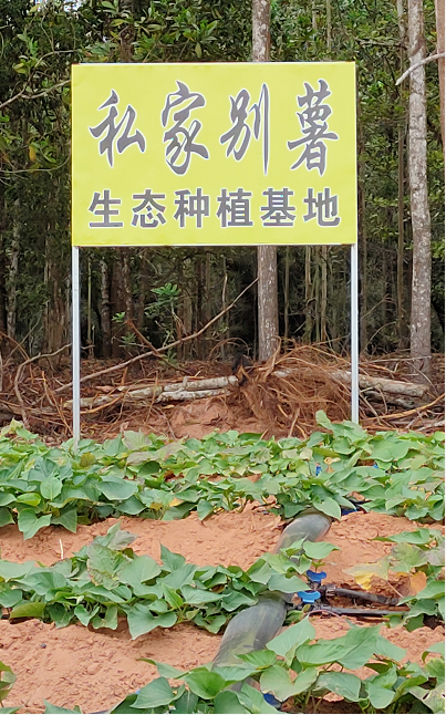 桥沙富硒地瓜苗（富硒地瓜营养价值）-硒宝网