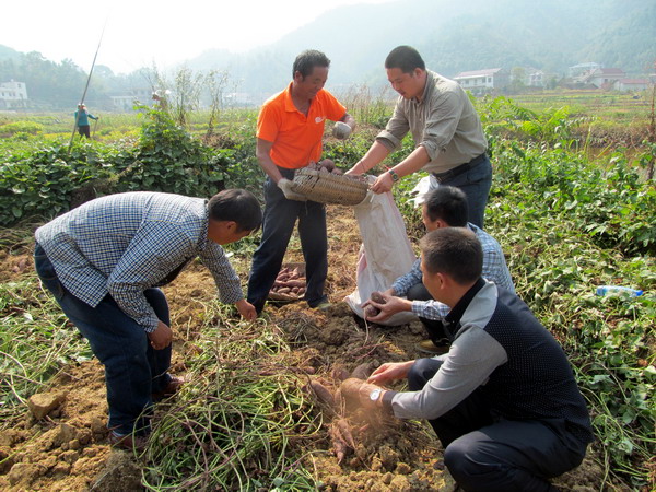 桥沙富硒地瓜苗（富硒地瓜营养价值）-硒宝网