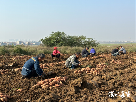 桥沙富硒地瓜苗（富硒地瓜营养价值）-硒宝网
