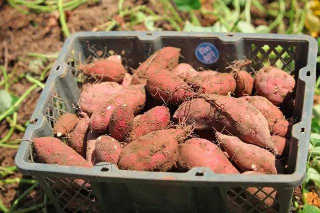 富硒地瓜能煮吗（富硒地瓜的好处）-硒宝网