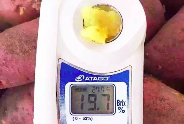 富硒地瓜能煮吗（富硒地瓜的好处）-硒宝网