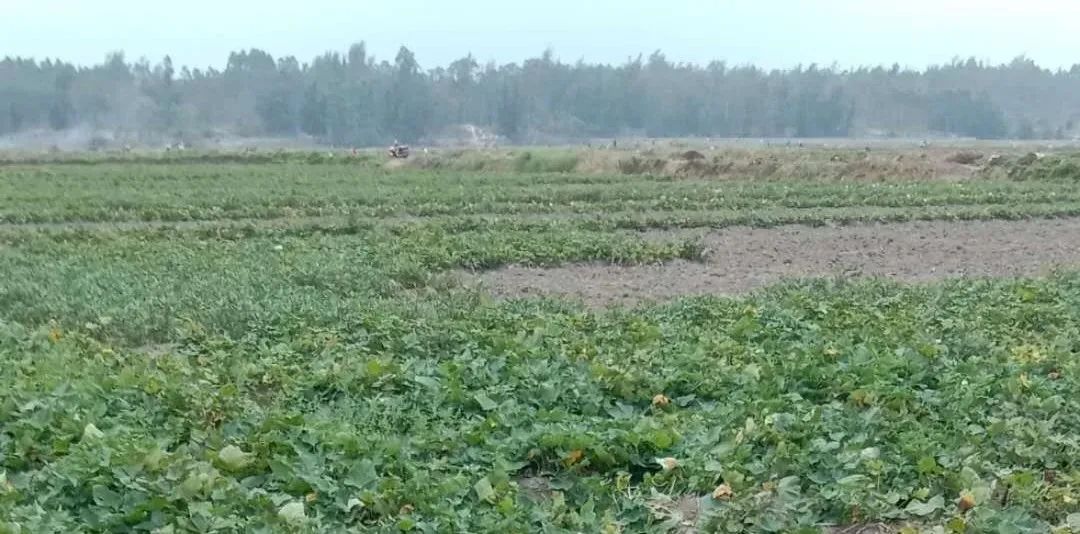 富硒地瓜批发价（富硒地瓜哪个产地的好）-硒宝网