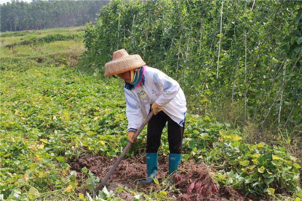 富硒地瓜批发价（富硒地瓜哪个产地的好）-硒宝网