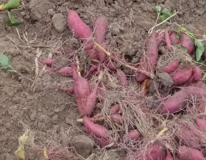 富硒地瓜批发价（富硒地瓜哪个产地的好）-硒宝网