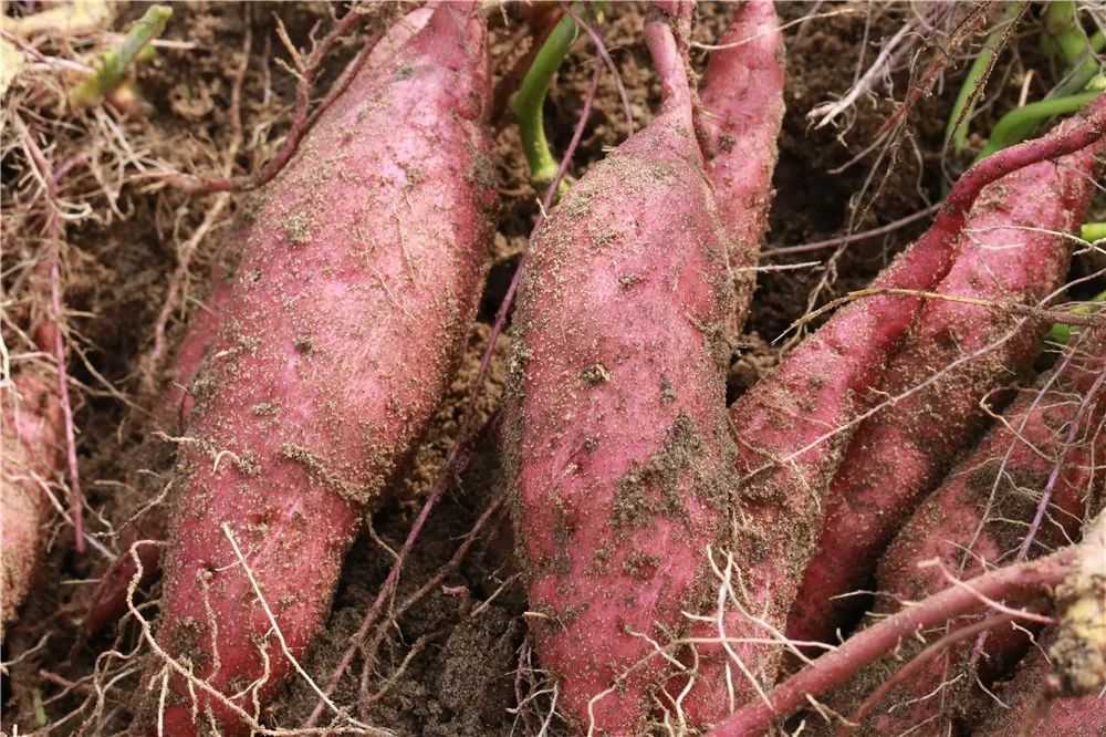 富硒地瓜批发价（富硒地瓜哪个产地的好）-硒宝网