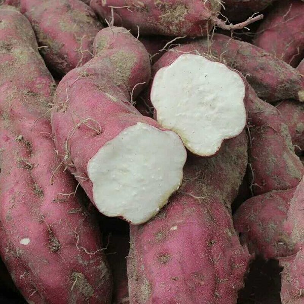 富硒地瓜好养吗(养地瓜富硒好吗)-硒宝网