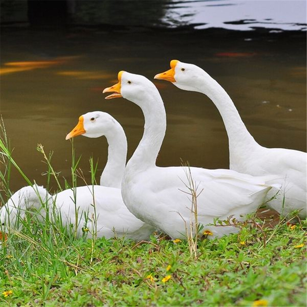 海南岛富硒地瓜（海南富硒地瓜多少钱一斤）-硒宝网