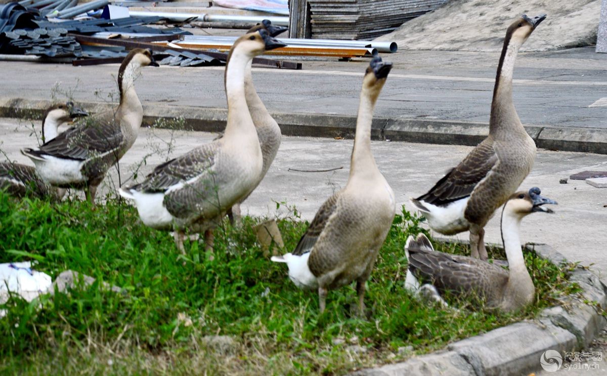 海南岛富硒地瓜（海南富硒地瓜多少钱一斤）-硒宝网