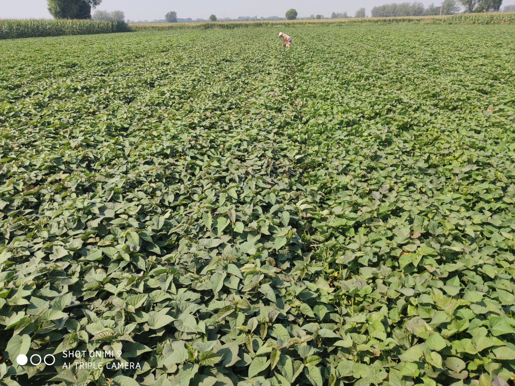 富硒地瓜大丰收（富硒地瓜价格）-硒宝网