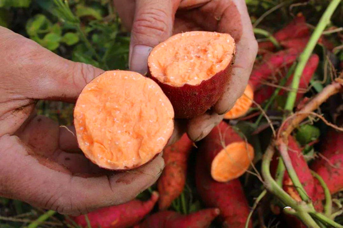 富硒地瓜大丰收（富硒地瓜价格）-硒宝网