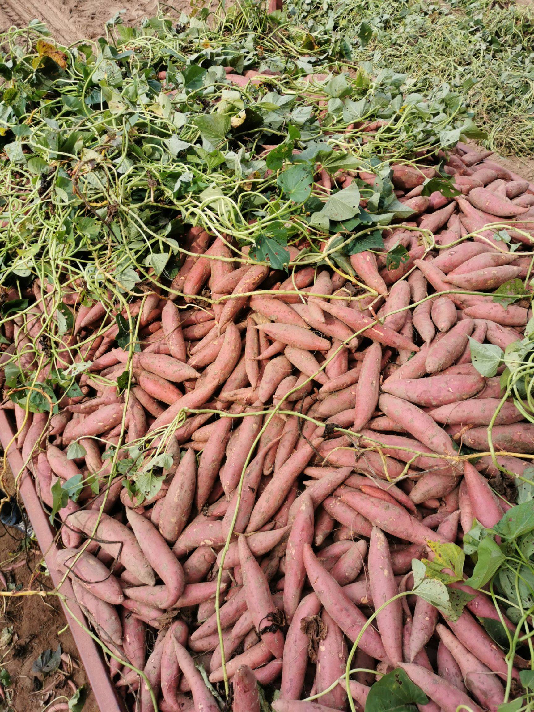 富硒地瓜大丰收（富硒地瓜价格）-硒宝网