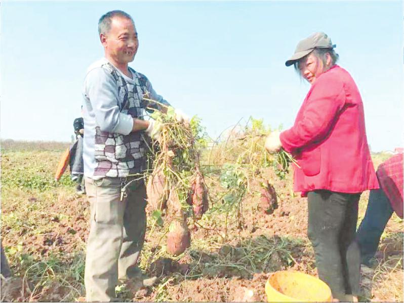 海南岛富硒地瓜（海南富硒地瓜是毒地瓜吗）-硒宝网