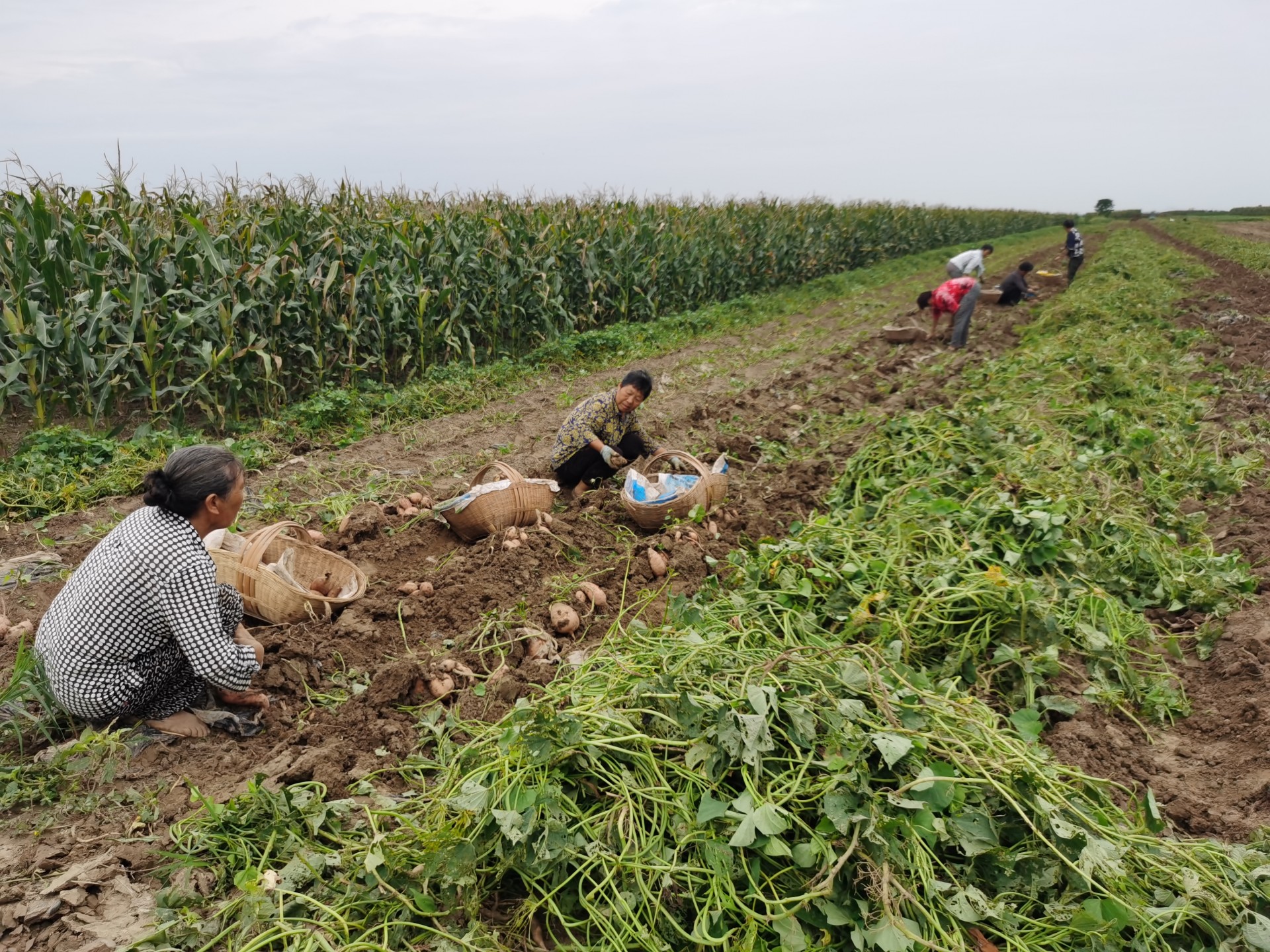 海南岛富硒地瓜（海南富硒地瓜是毒地瓜吗）-硒宝网