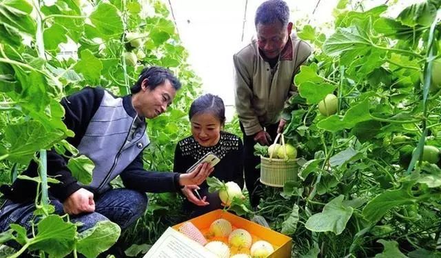 富硒地瓜供应商(富硒地瓜生产基地)-硒宝网