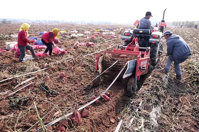 富硒地瓜供应商(富硒地瓜生产基地)-硒宝网