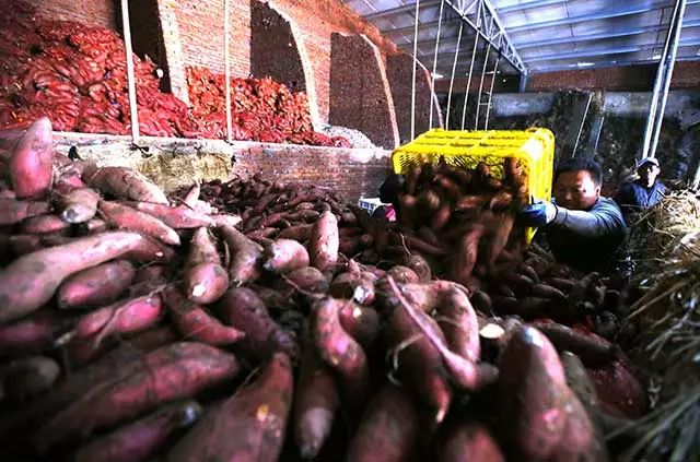 富硒地瓜供应商(富硒地瓜生产基地)-硒宝网