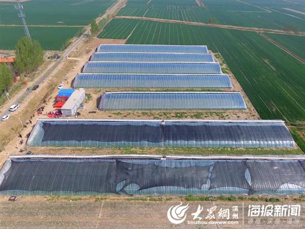 富硒地瓜供应商(富硒地瓜生产基地)-硒宝网