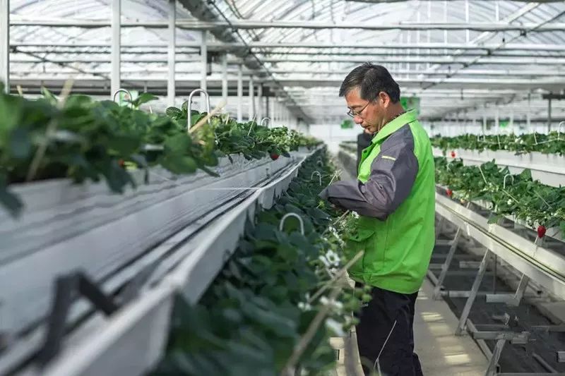 富硒地瓜供应商(富硒地瓜生产基地)-硒宝网