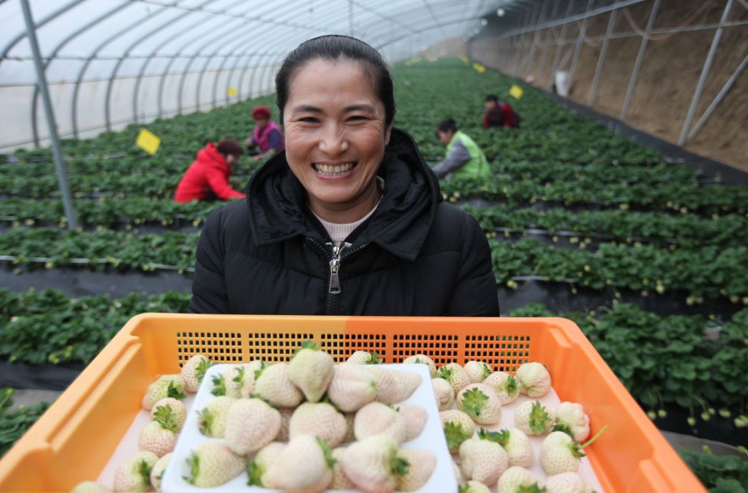 富硒地瓜供应商(富硒地瓜生产基地)-硒宝网