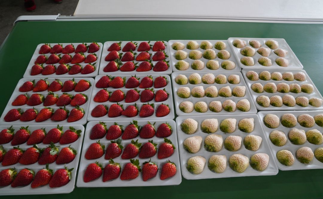 富硒地瓜供应商(富硒地瓜生产基地)-硒宝网