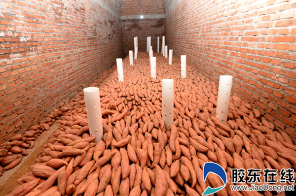 连城富硒地瓜干(连城地瓜干制作工艺)-硒宝网