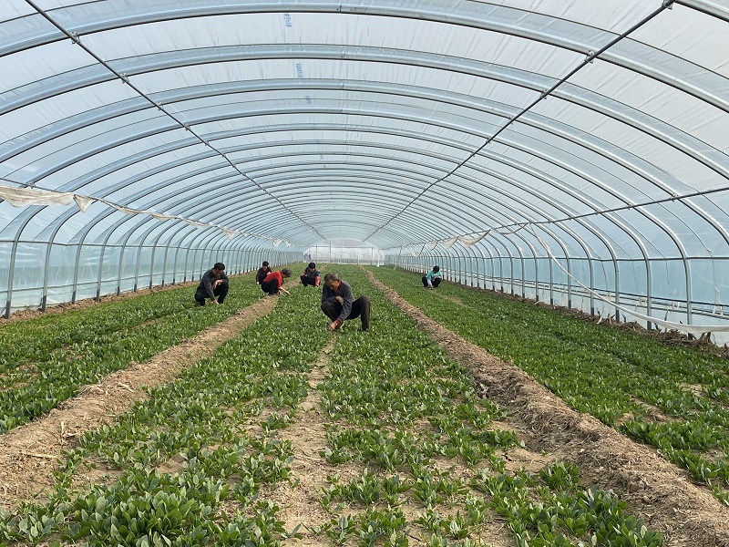 黑龙江富硒地瓜（富硒地瓜产地是哪里）-硒宝网