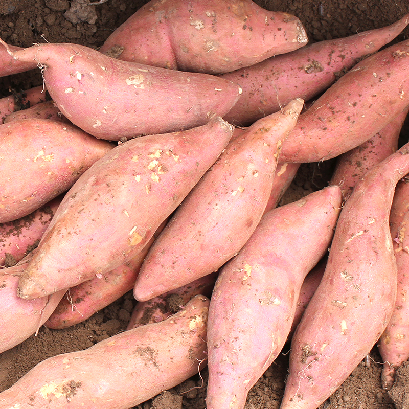 富硒地瓜零售价（富硒地瓜真的含硒吗）-硒宝网