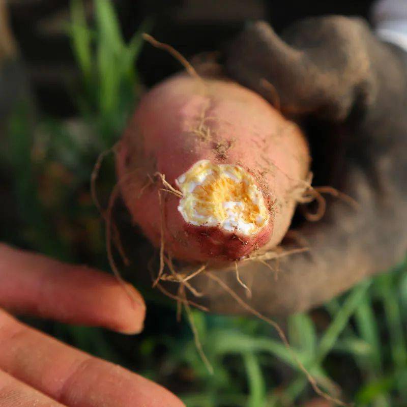 流油的富硒地瓜（地瓜油能吃吗）-硒宝网