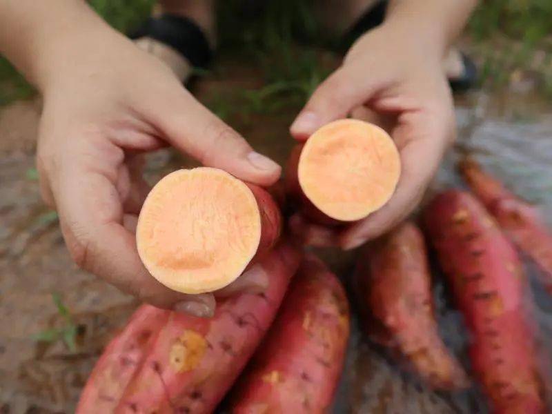流油的富硒地瓜（地瓜油能吃吗）-硒宝网