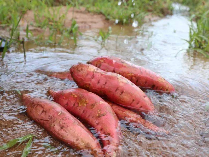 流油的富硒地瓜（地瓜油能吃吗）-硒宝网